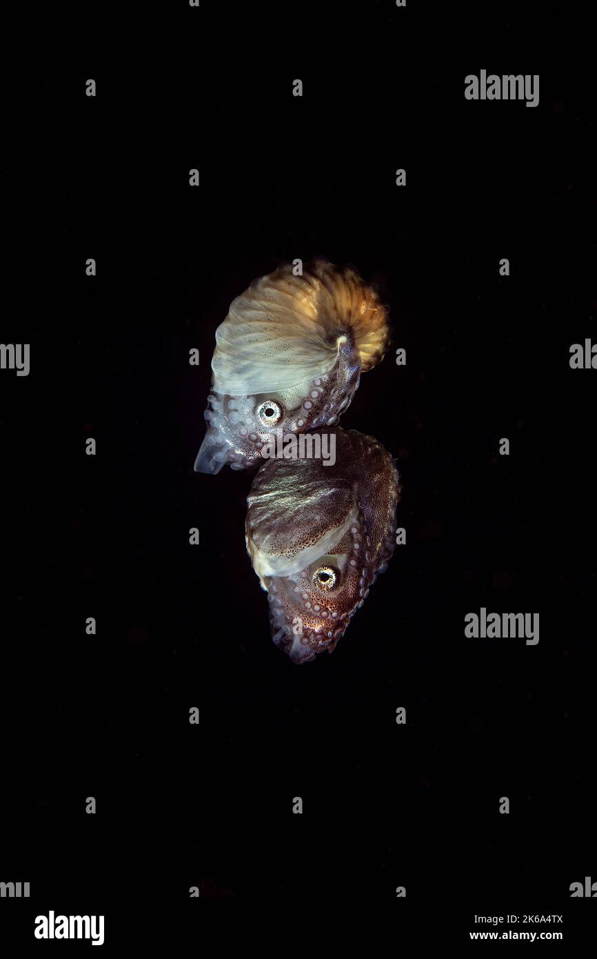 A paper nautilus rides on the back of another paper nautilus at night, Anilao, Philippines. Stock Photo