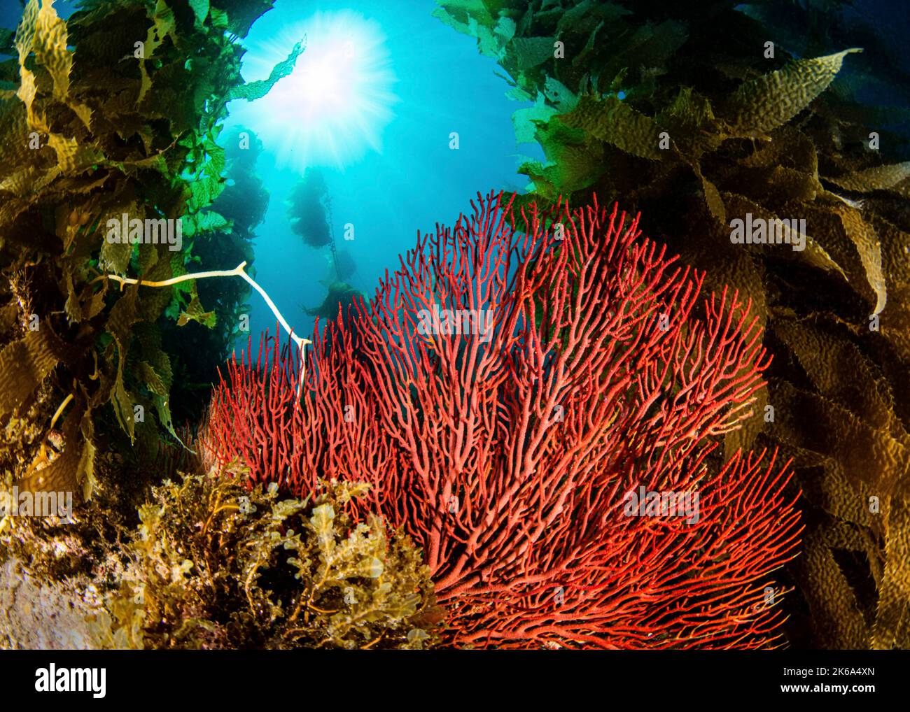 A gorgonian sea fan enjoys the rays of the sun through the kelp forests of California. Stock Photo