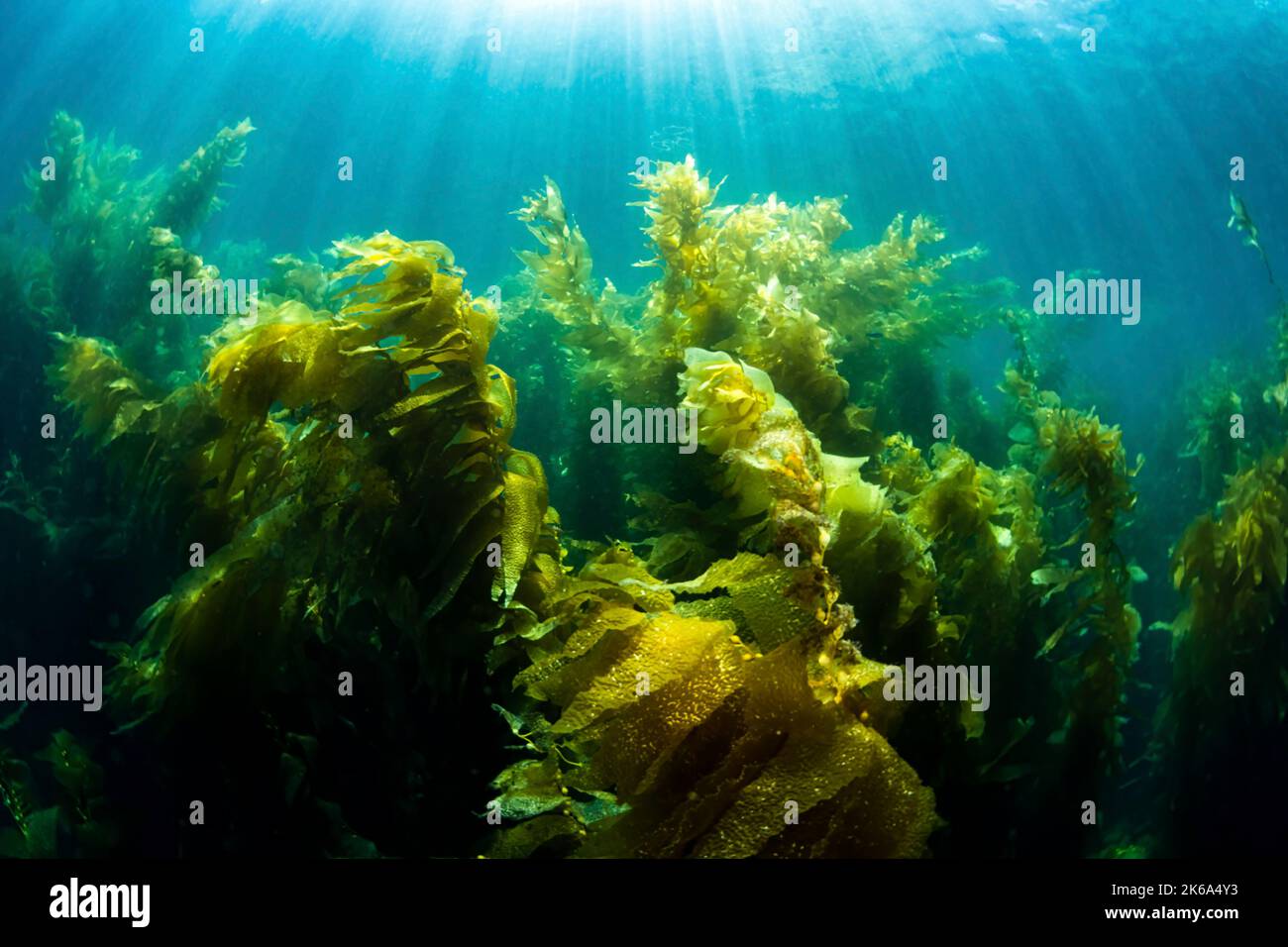 Kelp forest, Eastern Pacific Coast, California, USA. Stock Photo