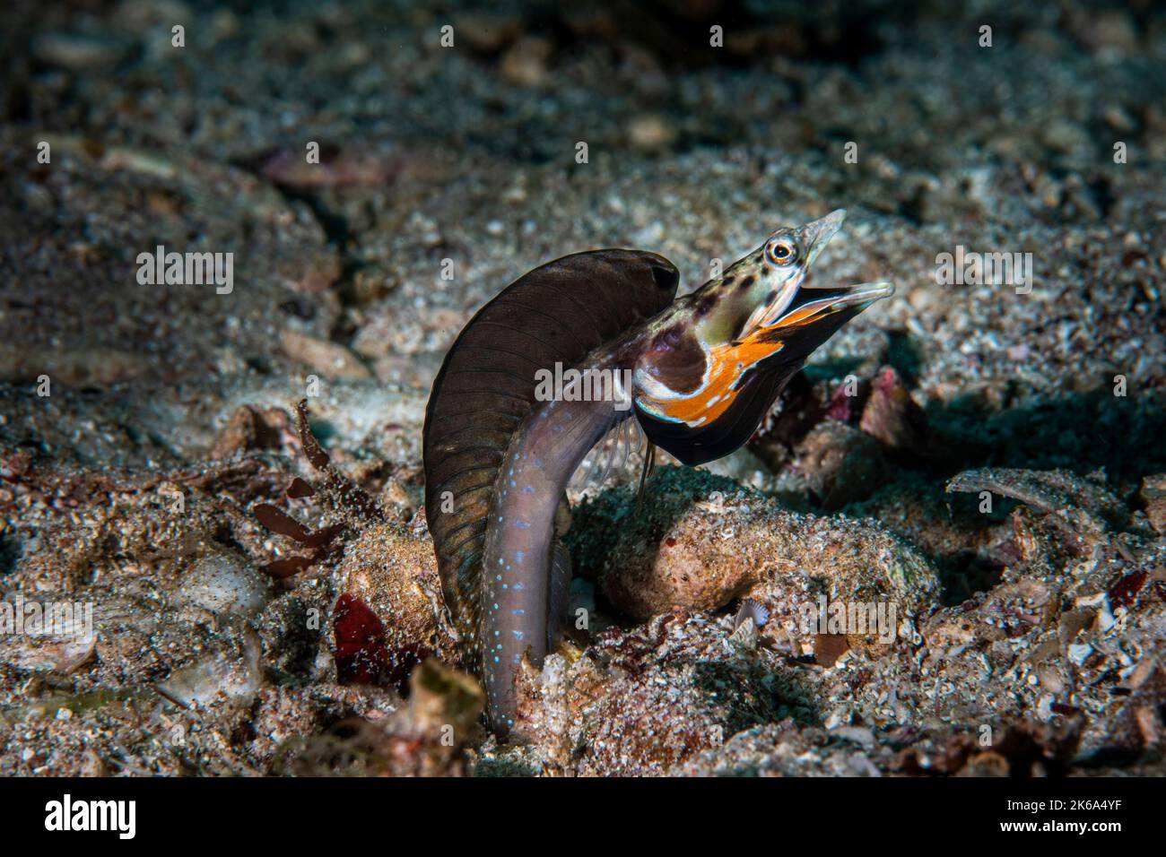 An orangethroat pike blenny displays its colors to attract a mate, Sea of Cortez, Mexico. Stock Photo