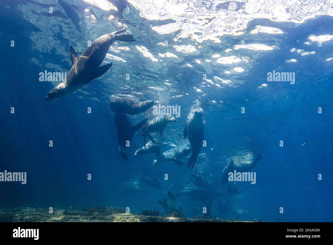 A harem of California sea lions (Zalophus californianus), playing at the surface, Sea of Cortez. Stock Photo