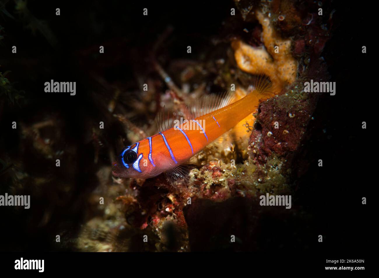 A blue-banded goby (Lythrypnus dalli), Sea of Cortez. Stock Photo