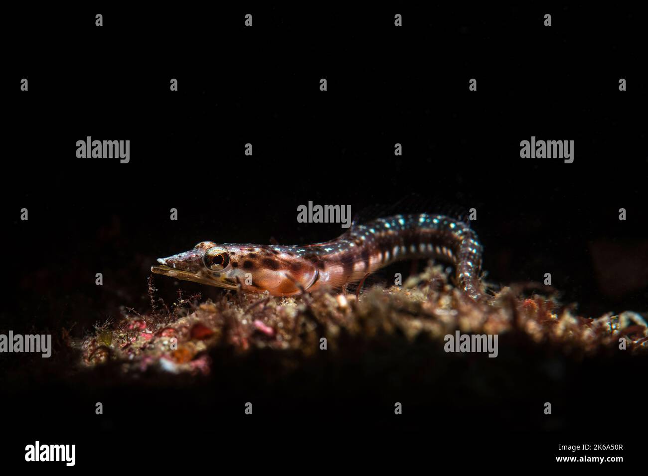 A female pike blenny in the Sea of Cortez. Stock Photo