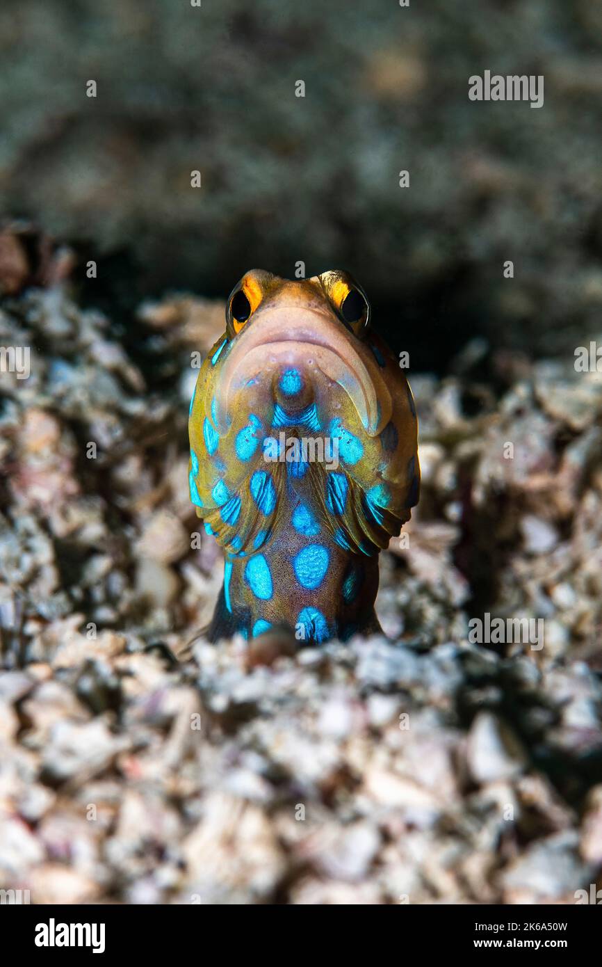 A blue-spotted jawfish creeps out of its hole to display it's colors, Sea of Cortez. Stock Photo