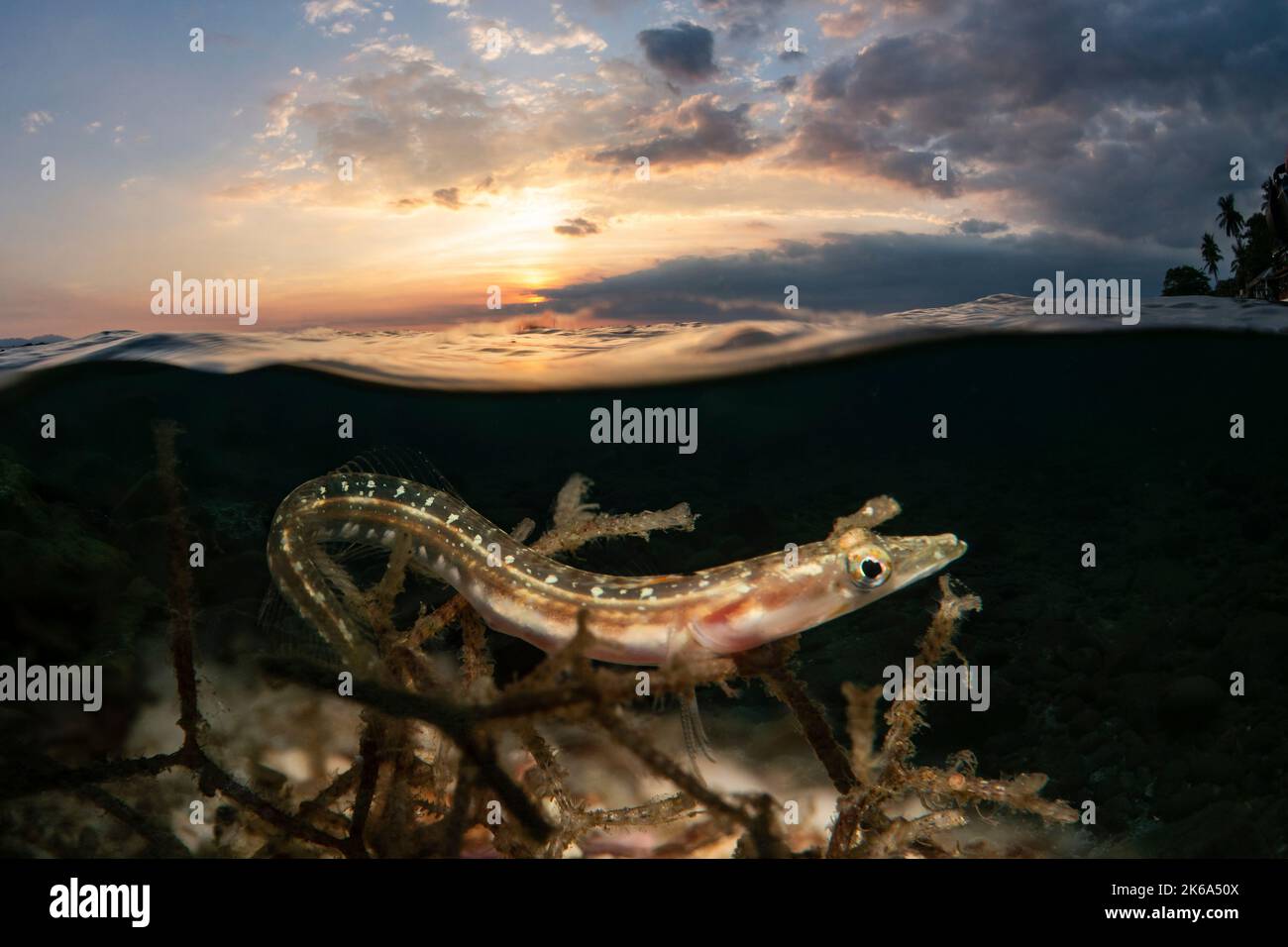 A pike blenny rests just under the surface with a beautiful sunset, Sea of Cortez. Stock Photo