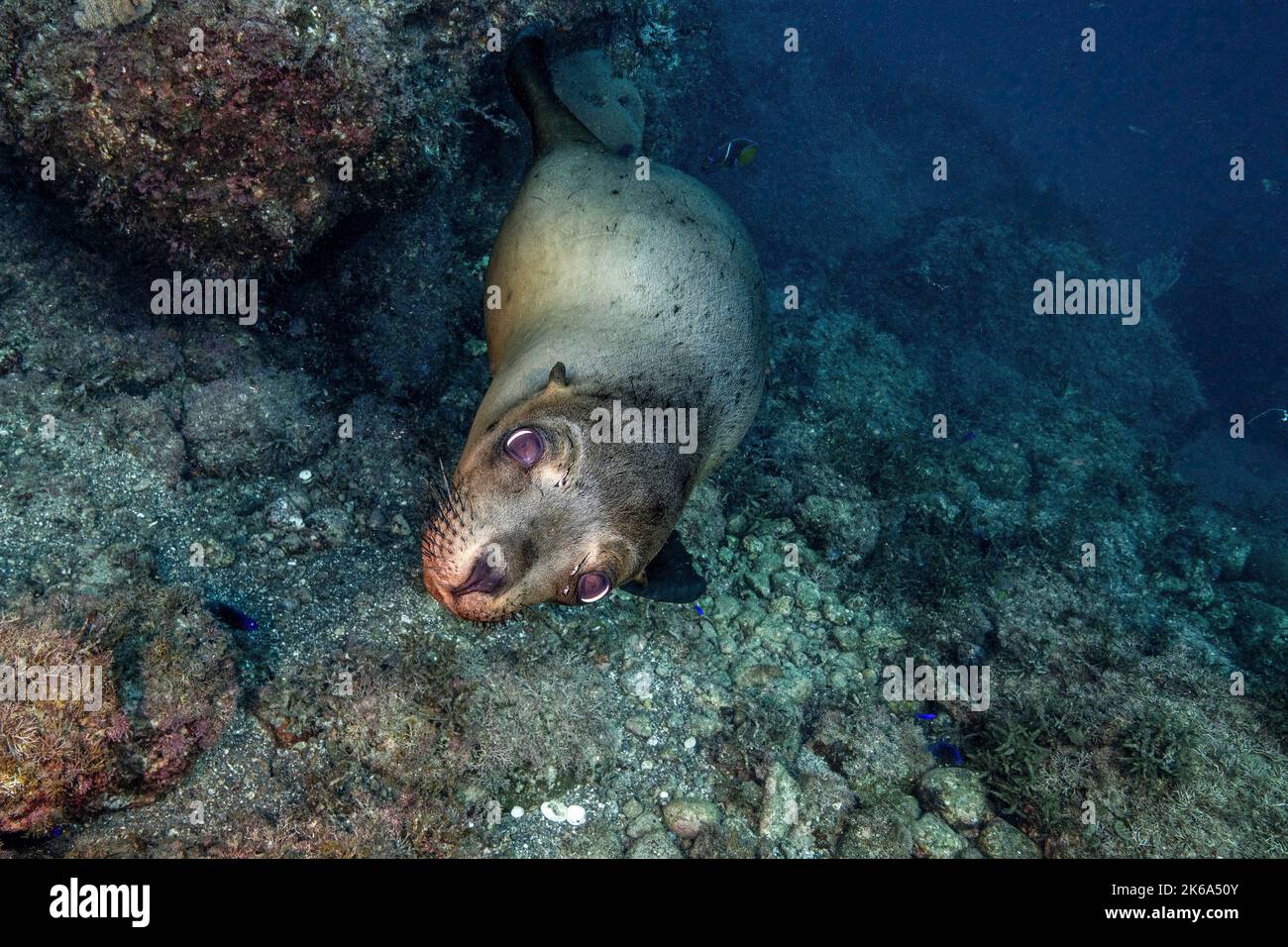 A California sea lion looks up with puppy dog eyes, Sea of Cortez. Stock Photo