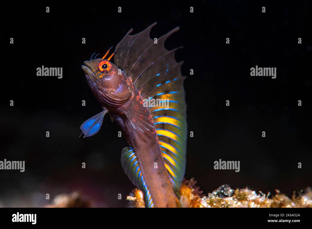A Gulf signal blenny (Emblemaria hypacanthus), displaying its colors. Stock Photo