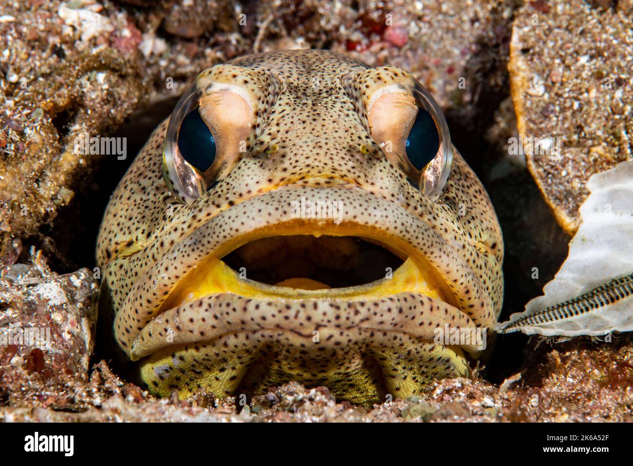 Head-on view of a finespotted jawfish in the Sea of Cortez. Stock Photo