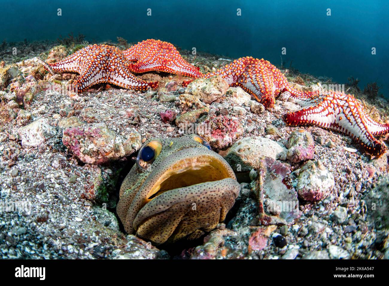 A finespotted jawfish surrounded by starfish. Stock Photo