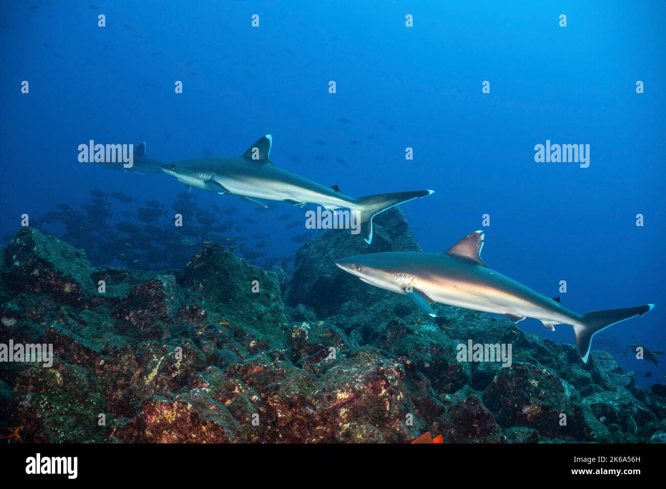 Three silvertip sharks swimming over a rocky reef, Socorro Island, Mexico. Stock Photo