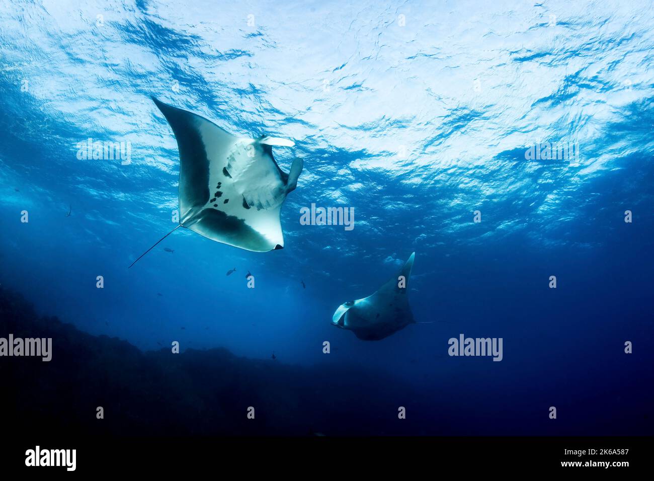 Two manta rays play in the waves at the surface of the ocean, Socorro Island, Mexico. Stock Photo