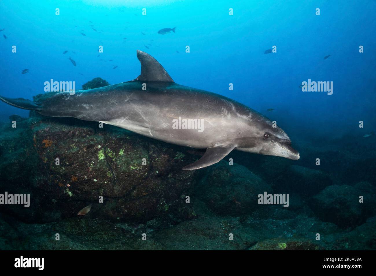 A Pacific bottlenose dolphin (Tursiops truncatus), Socorro Island, Mexico. Stock Photo