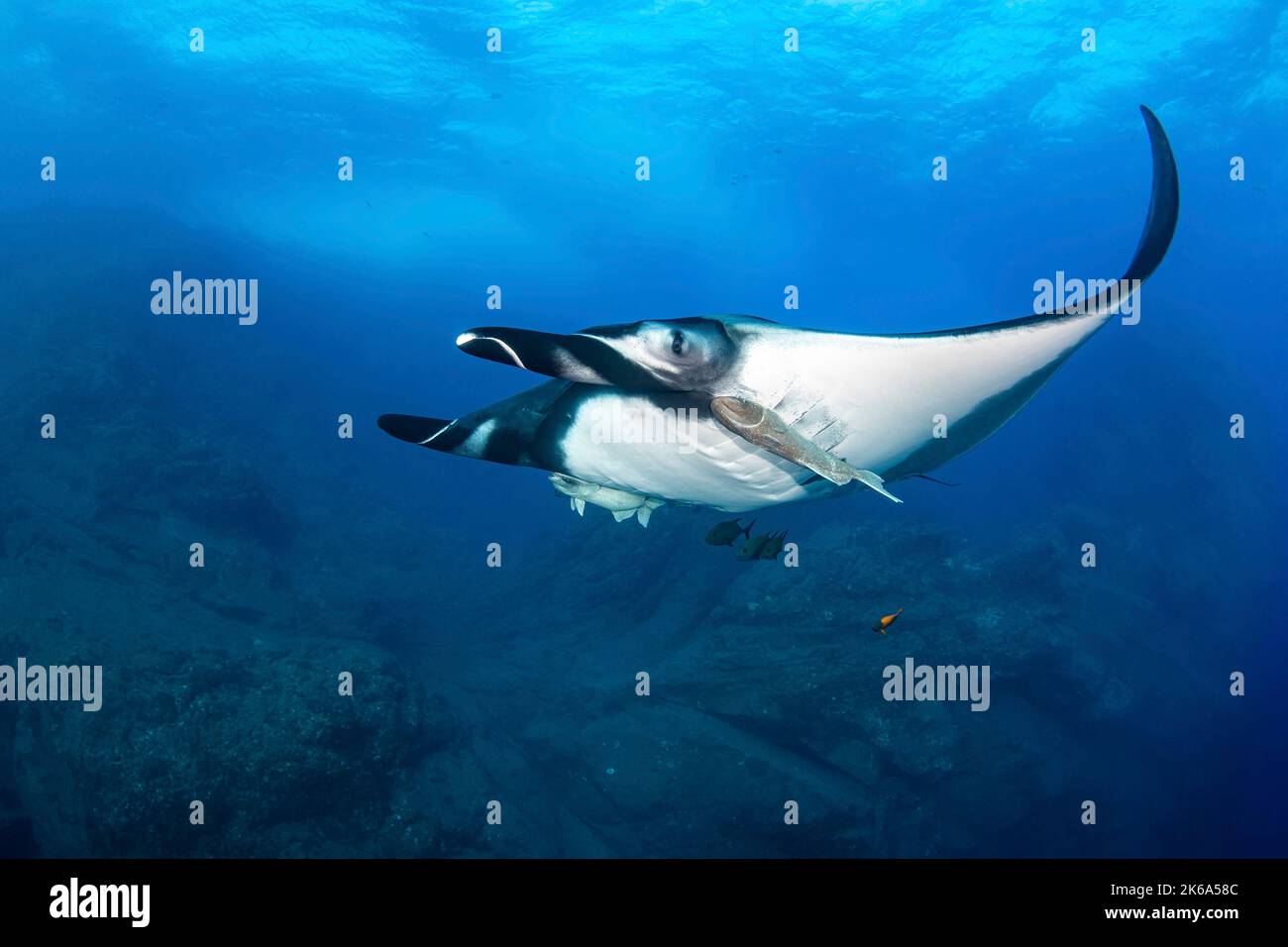 A manta ray makes eye contact as it swims by, Socorro Island, Mexico. Stock Photo