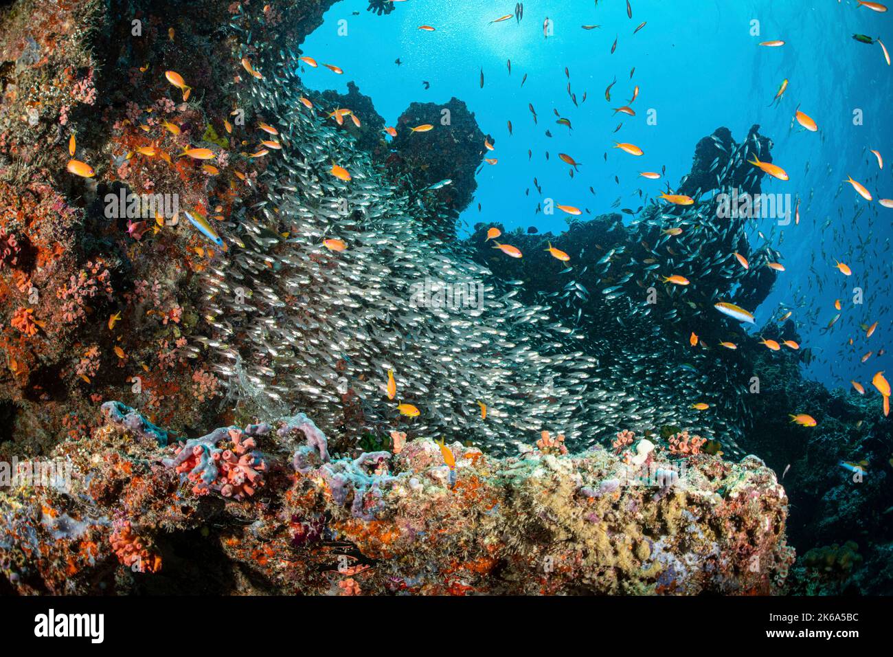 A school of glass fish gather up against a coral reef, Maldives. Stock Photo
