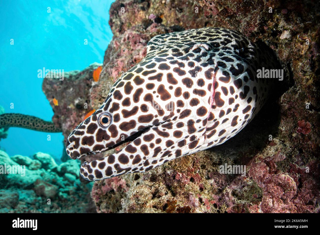 A honeycomb eel emerges from its den and appears to smile, Maldives. Stock Photo