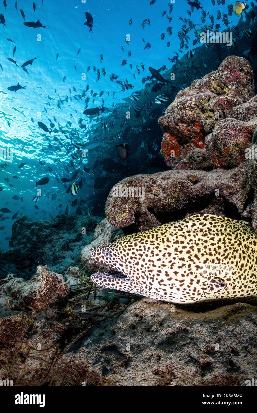 A moray eel emerges from its den, Maldives. Stock Photo