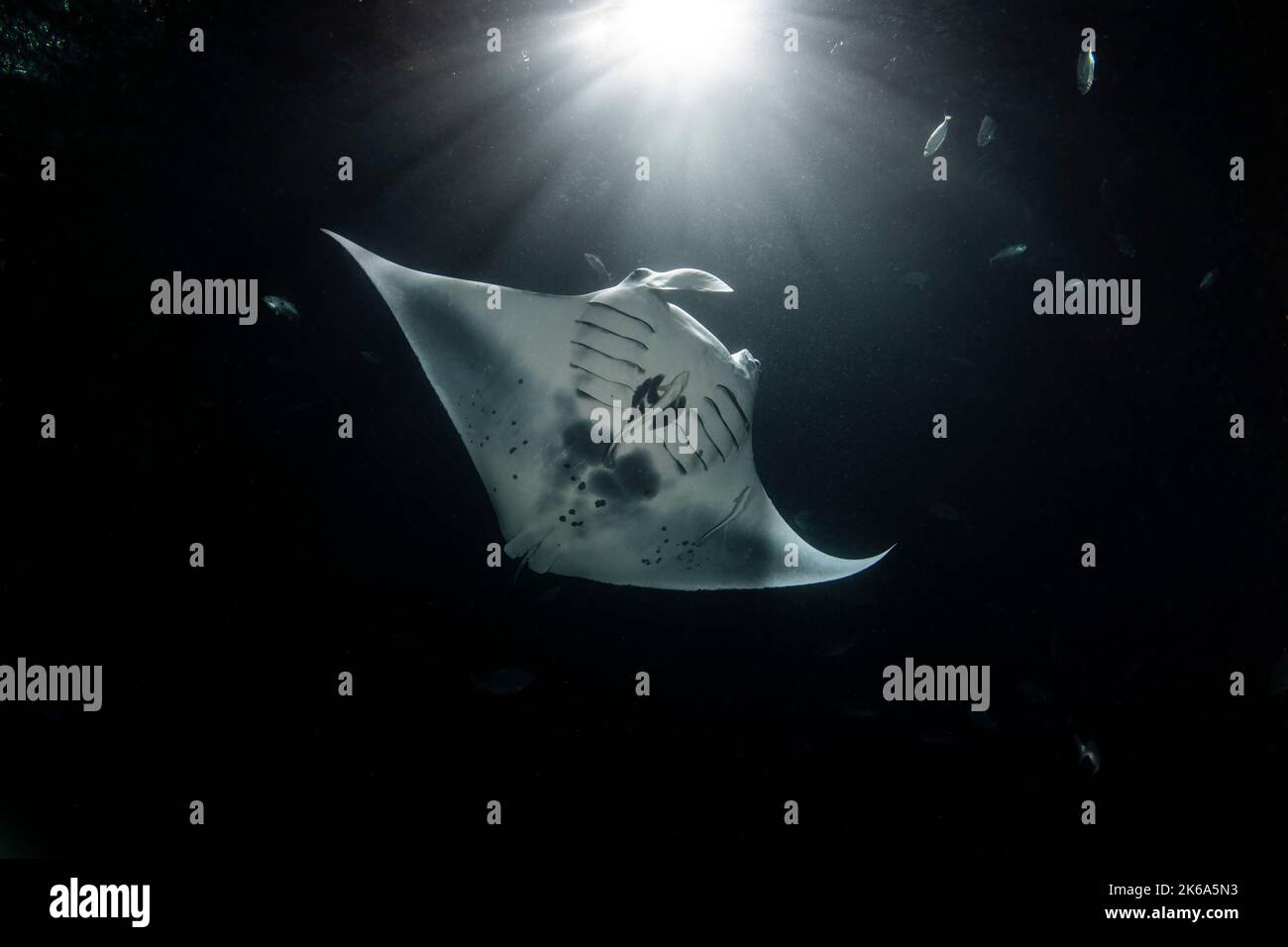 A manta ray feeds at night under a strong light that resembles moonlight, Maldives. Stock Photo