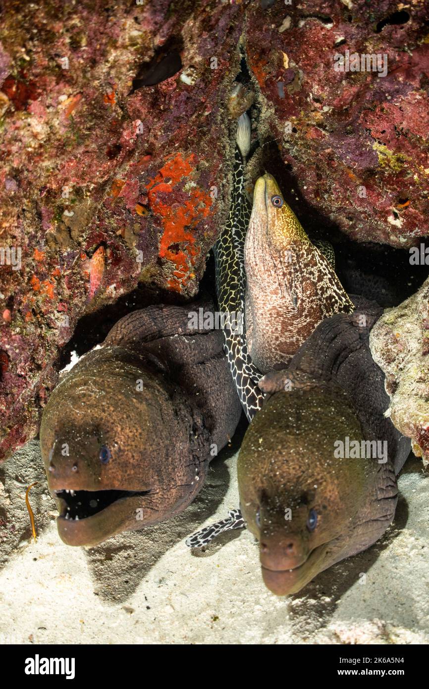 Several eels share a hole in the reef, Maldives. Stock Photo