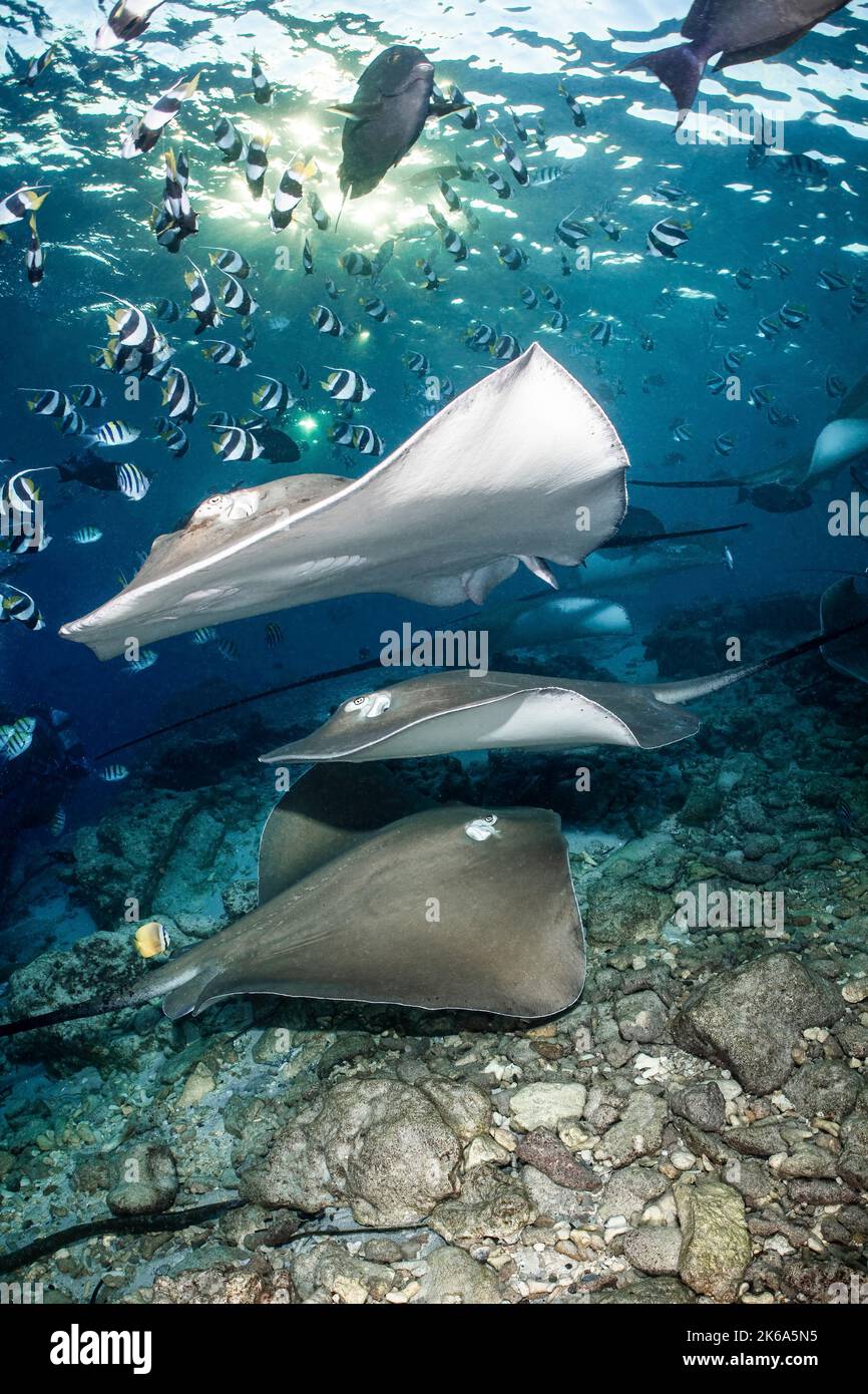 A number of stingrays hunt in the shallow waters under the evening sun, Maldives. Stock Photo