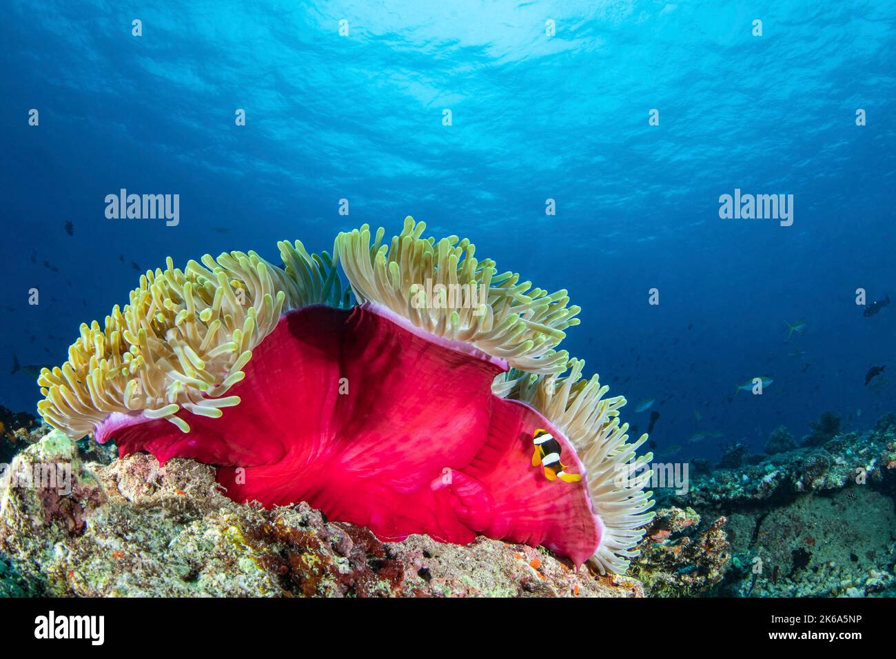 An anemone fish and its red anemone home, Maldives. Stock Photo