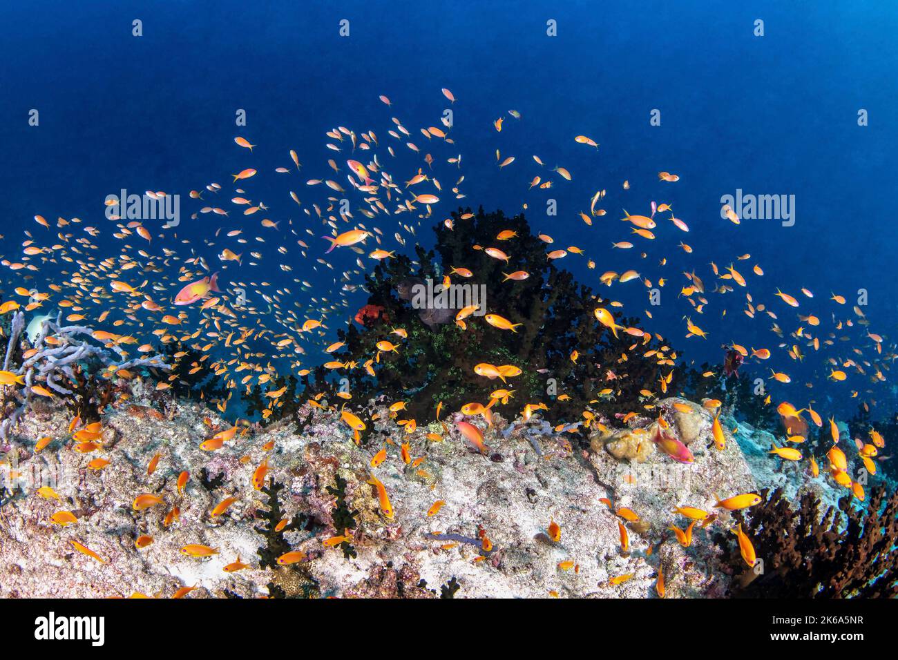A stiff current brings out the reef fish around a coral reef, Maldives. Stock Photo