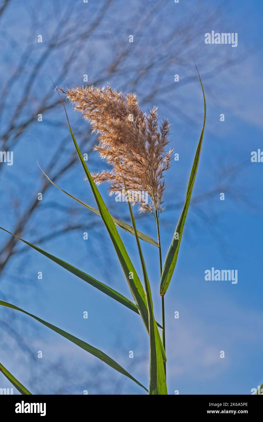Indiangrass Against a Blue Sky in the Penny Road Pond Preserve in Illinois Stock Photo