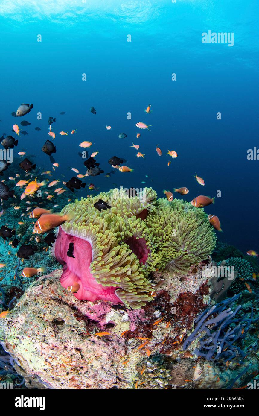 Domino damsels and anemone fish crowd this anemone making it their home, Maldives. Stock Photo