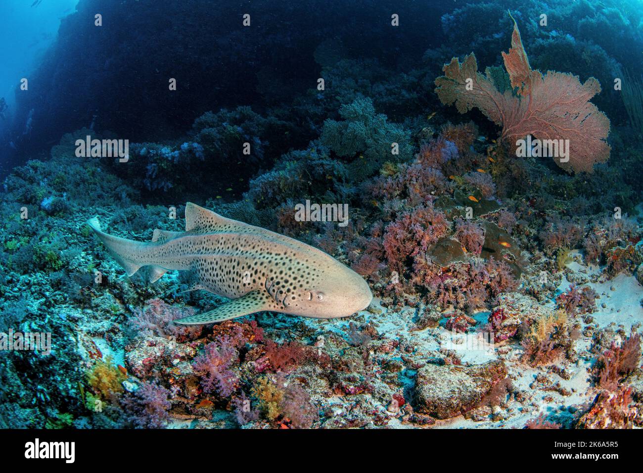 A leopard shark swims close to a coral reef, Maldives. Stock Photo