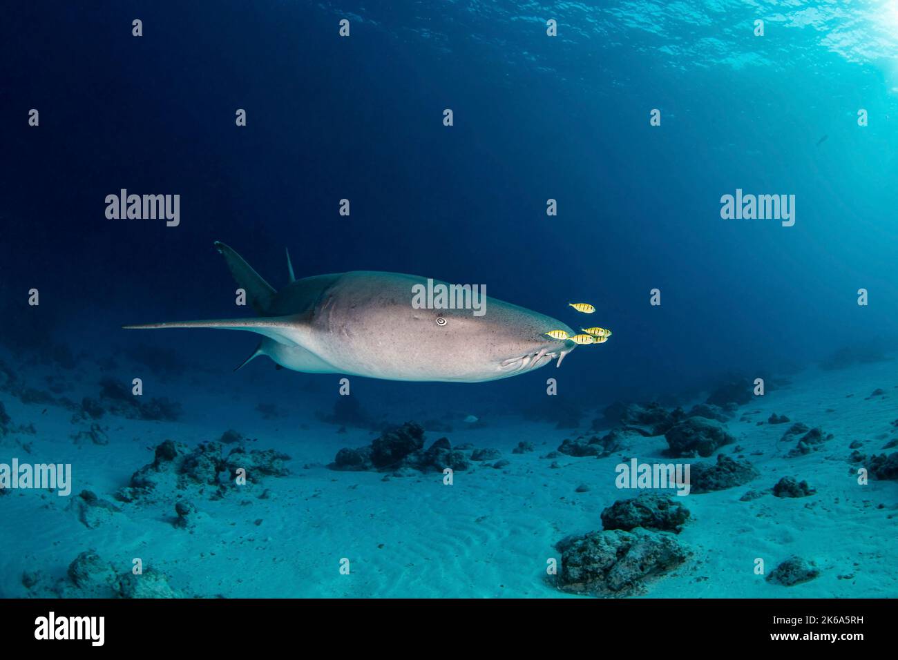 A nurse shark swims by with several pilot fish on it's nose, Maldives. Stock Photo