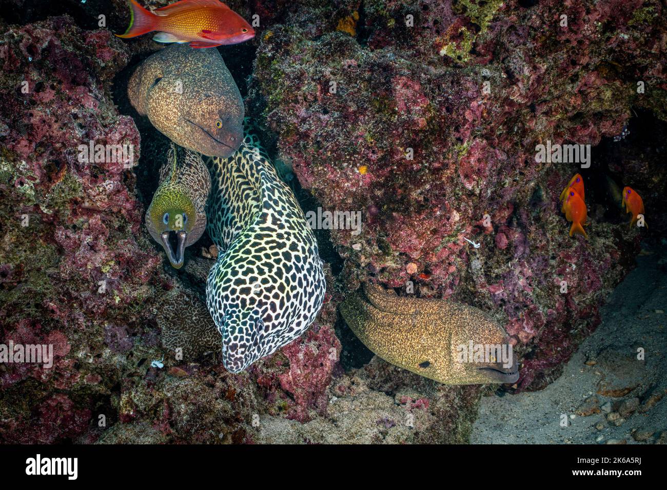 Four eels share the same den in a rocky reef, Maldives. Stock Photo