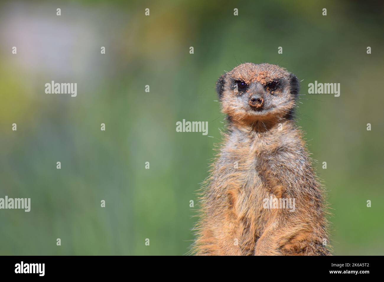 A meerkat takes a pause from foraging to survey it's surroundings at a wildlife park in Yorkshire, England. Stock Photo