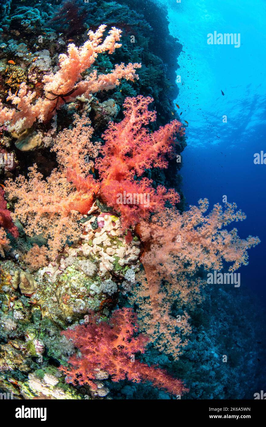A coral wall with an abundance of soft coral on its side, Red Sea. Stock Photo