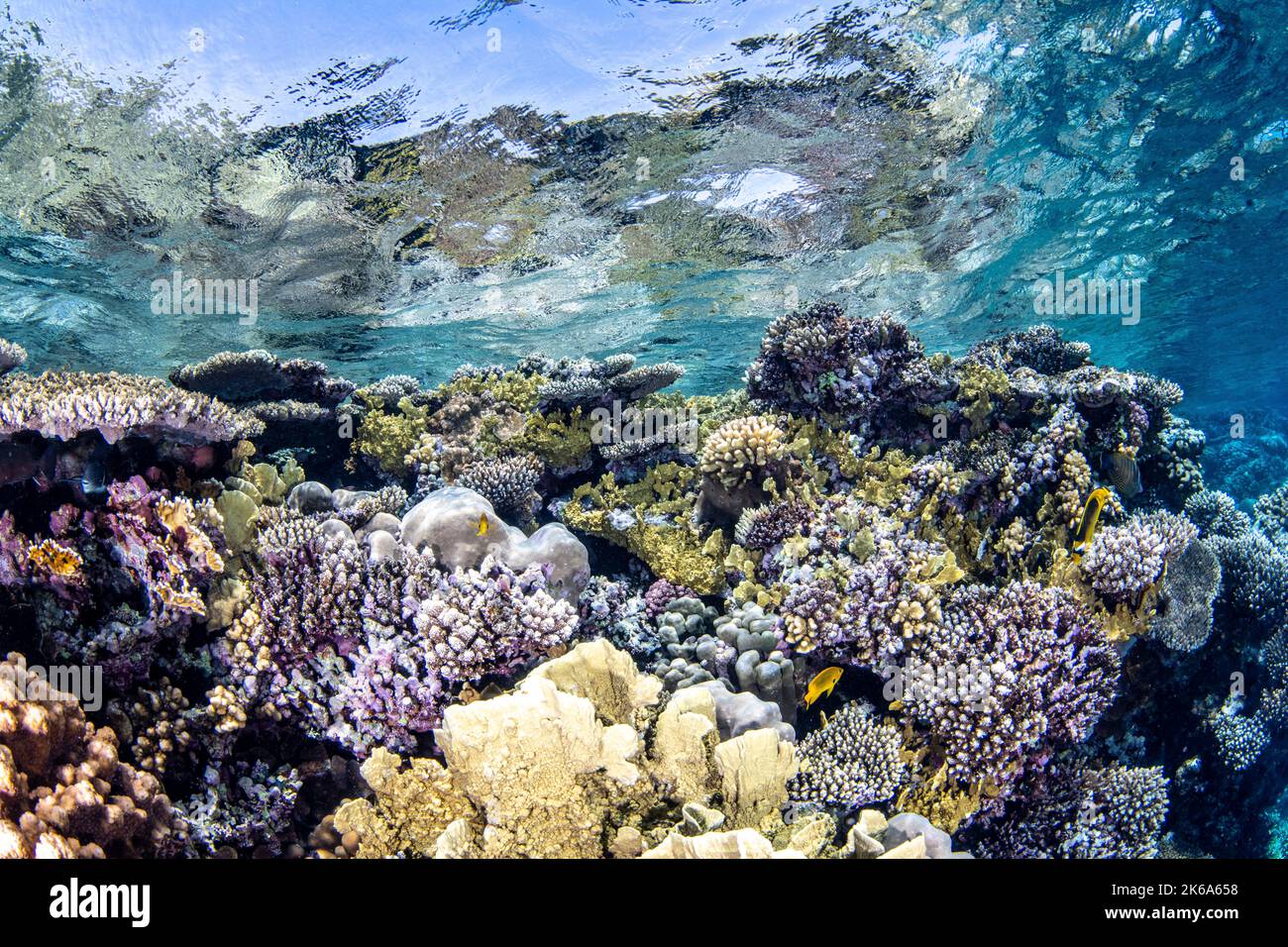 Just beneath the surface of the Red Sea lies a beautiful hard coral garden. Stock Photo