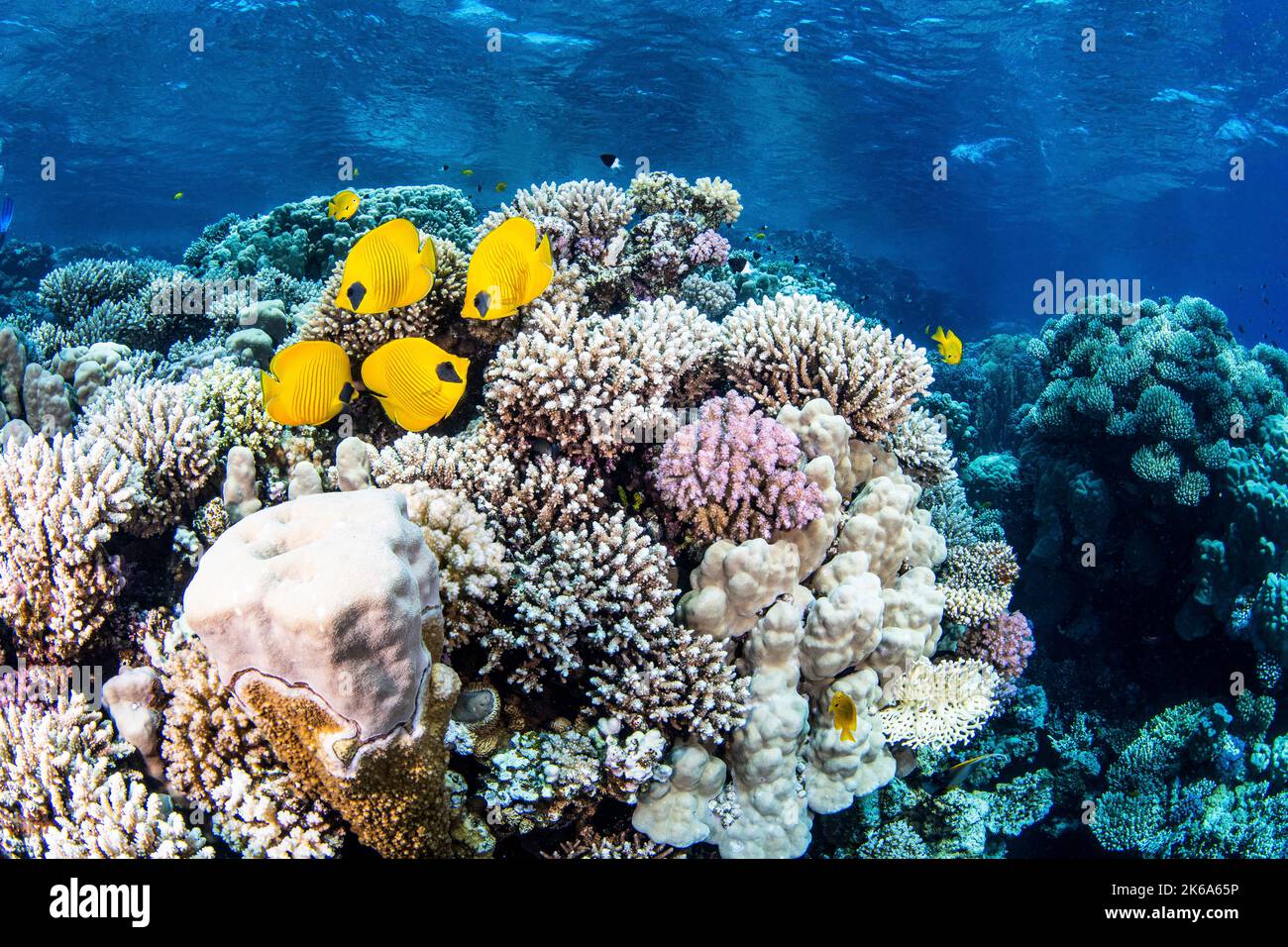 Butterflyfish dart in and out of the hard coral formations in this coral garden, Red Sea. Stock Photo