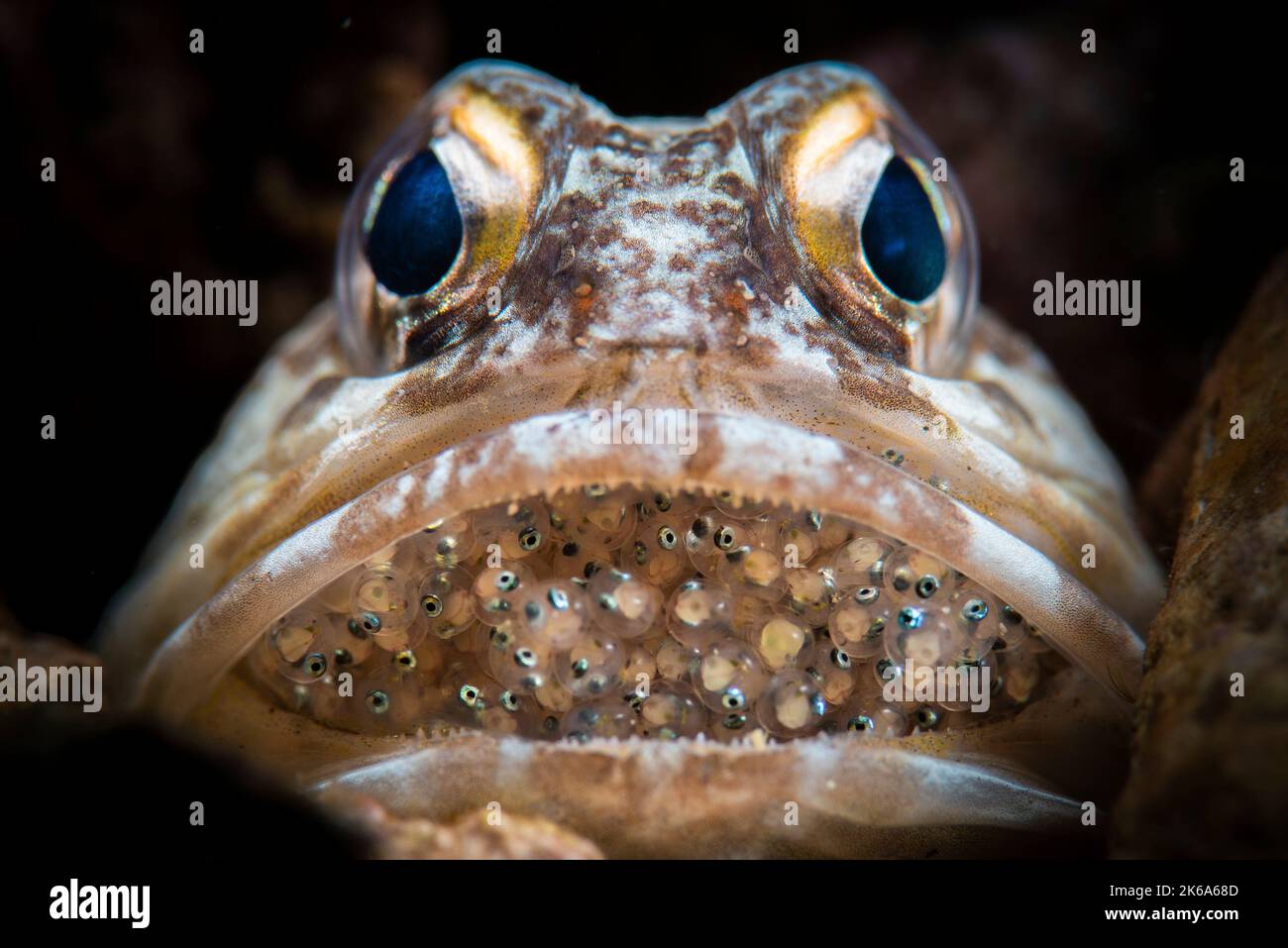 A male jawfish broods eggs in its mouth, Anilao, Philippines Stock