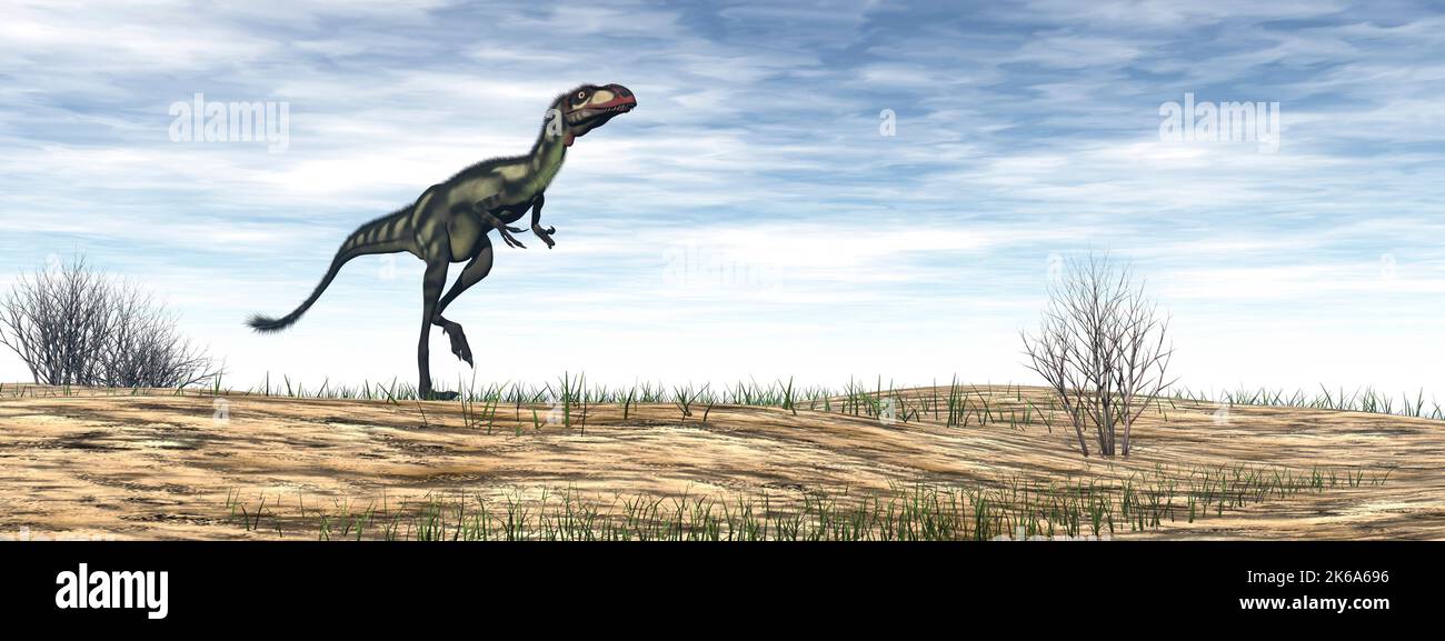 Dilong dinosaur walking in the desert by day. Stock Photo