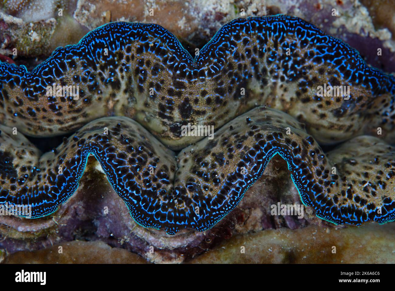 A colorful giant clam, Tridacna crocea, grows on a coral reef in