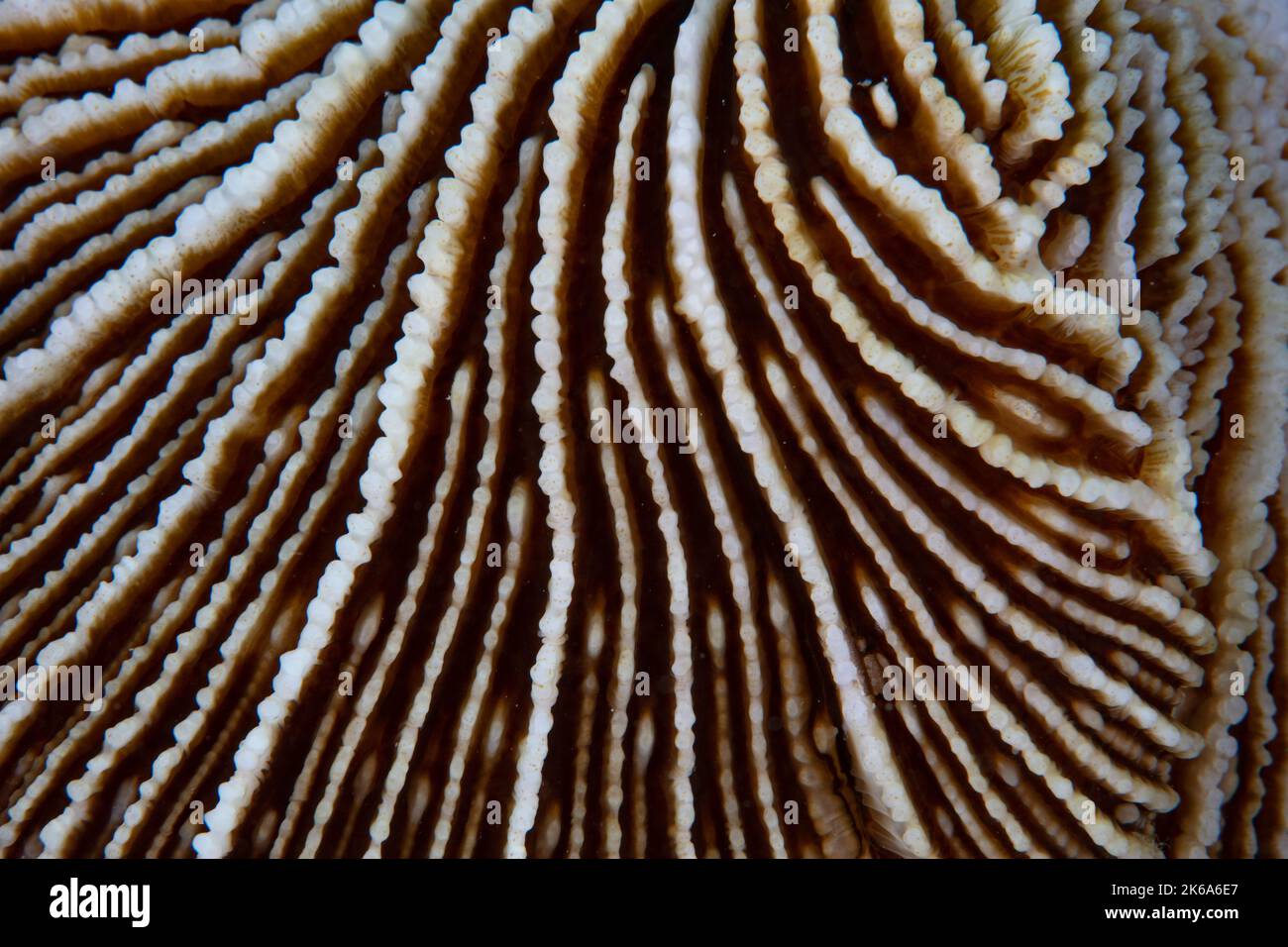Reef Ridges Detail of the textured ridges on a mushroom coral growing on a healthy ...