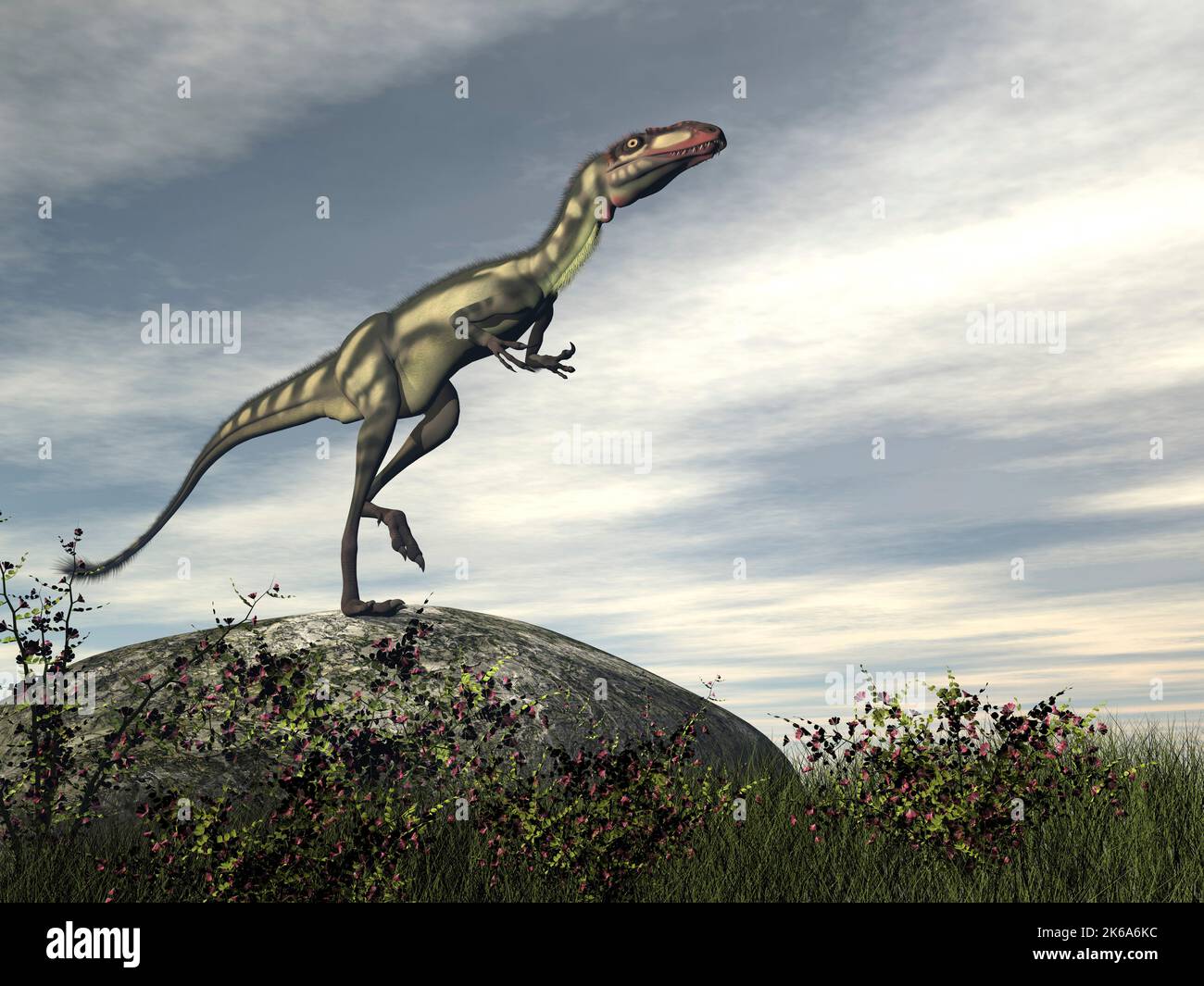 Dilong dinosaur standing on a rock by day. Stock Photo