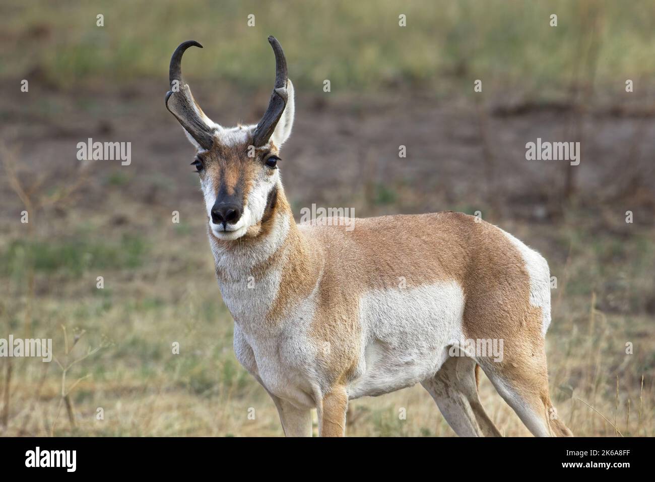 A close up photo of a male pronghorn antelope with antlers in western