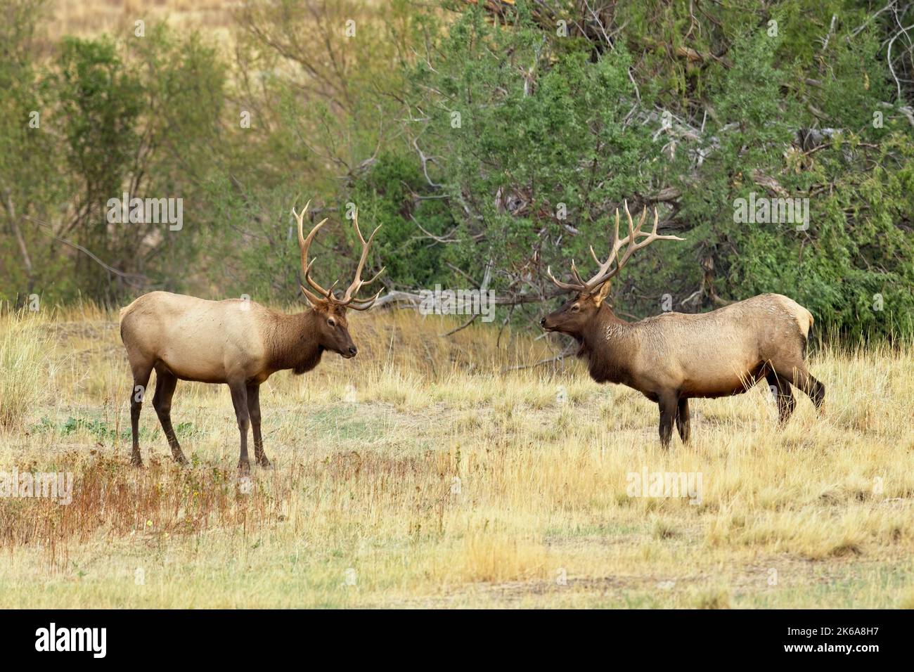 Two large bull elk stand in a grassy field in western Montana Stock