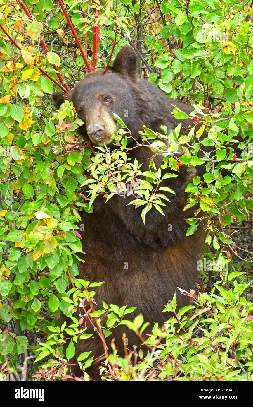 Brown bear eating berries hires stock photography and images Alamy