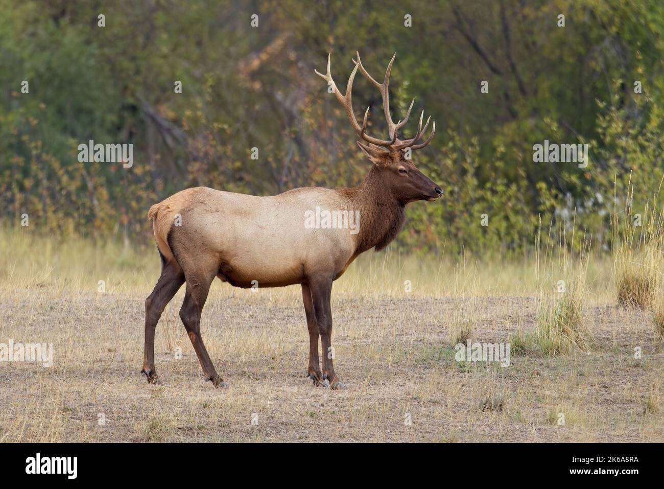 A big bull elk in an open area of a forest in western Montana. Stock Photo