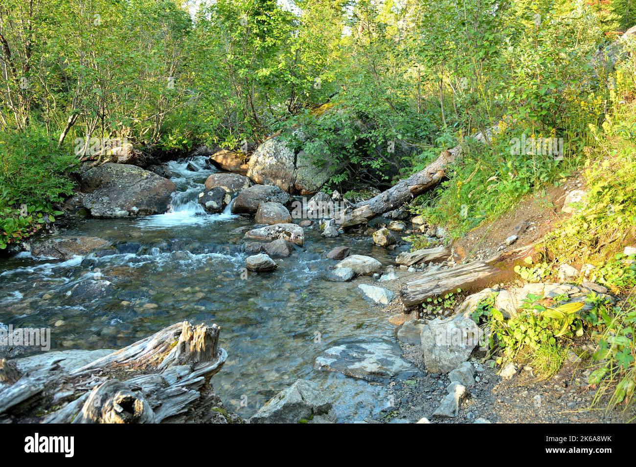 Cascade on the bed of a shallow river flowing through a summer forest ...