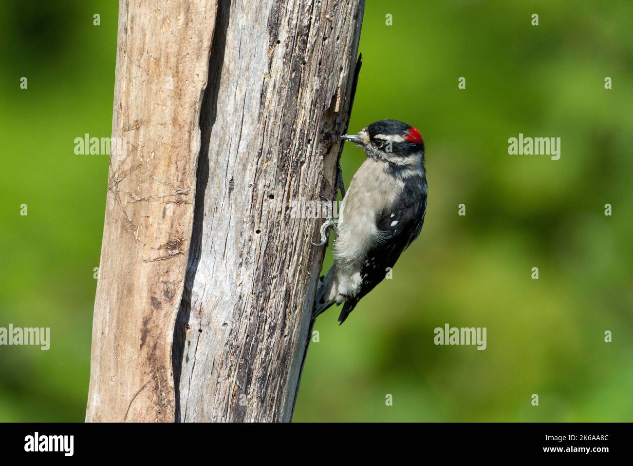 A male Downy woodpecker (Dryobates pubescens) feeding on suet at a dead tree stump in a garden in Nanaimo, British Columbia, Canada Stock Photo