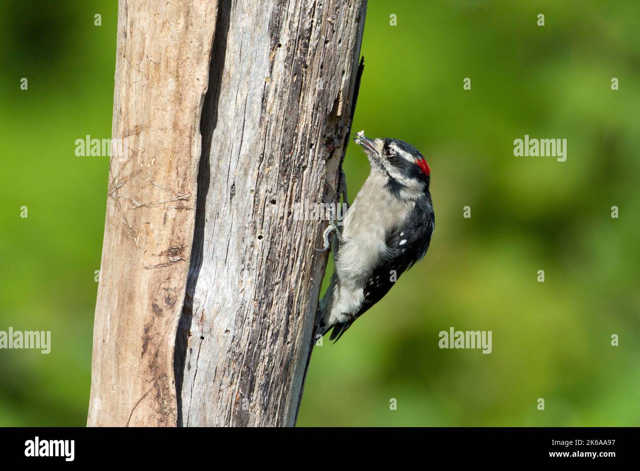 A male Downy woodpecker (Dryobates pubescens) feeding on suet at a dead tree stump in a garden in Nanaimo, British Columbia, Canada Stock Photo