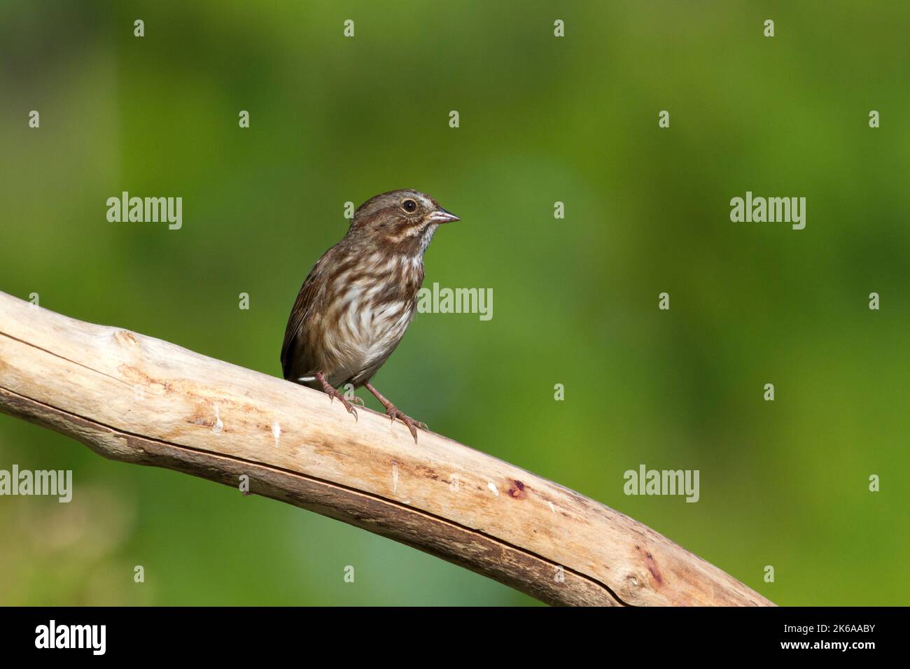 Song Sparrow (Melospiza melodia) perched on a branch in a garden at Nanaimo, British Columbia, Canada Stock Photo