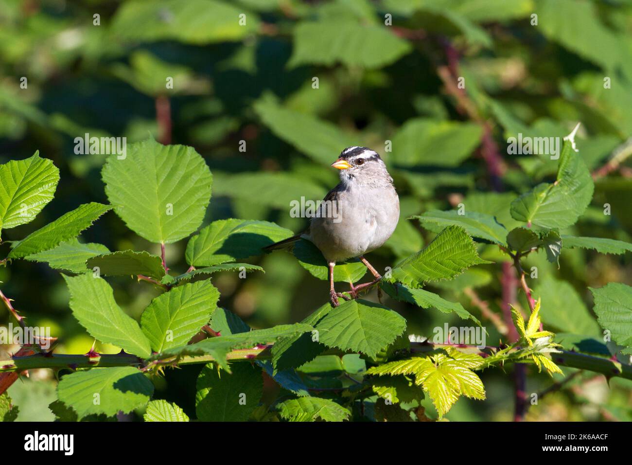 White-crowned Sparrow (Zonotrichia leucophrys) perched on a blackberry bush in a garden at Nanaimo, British Columbia, Canada Stock Photo