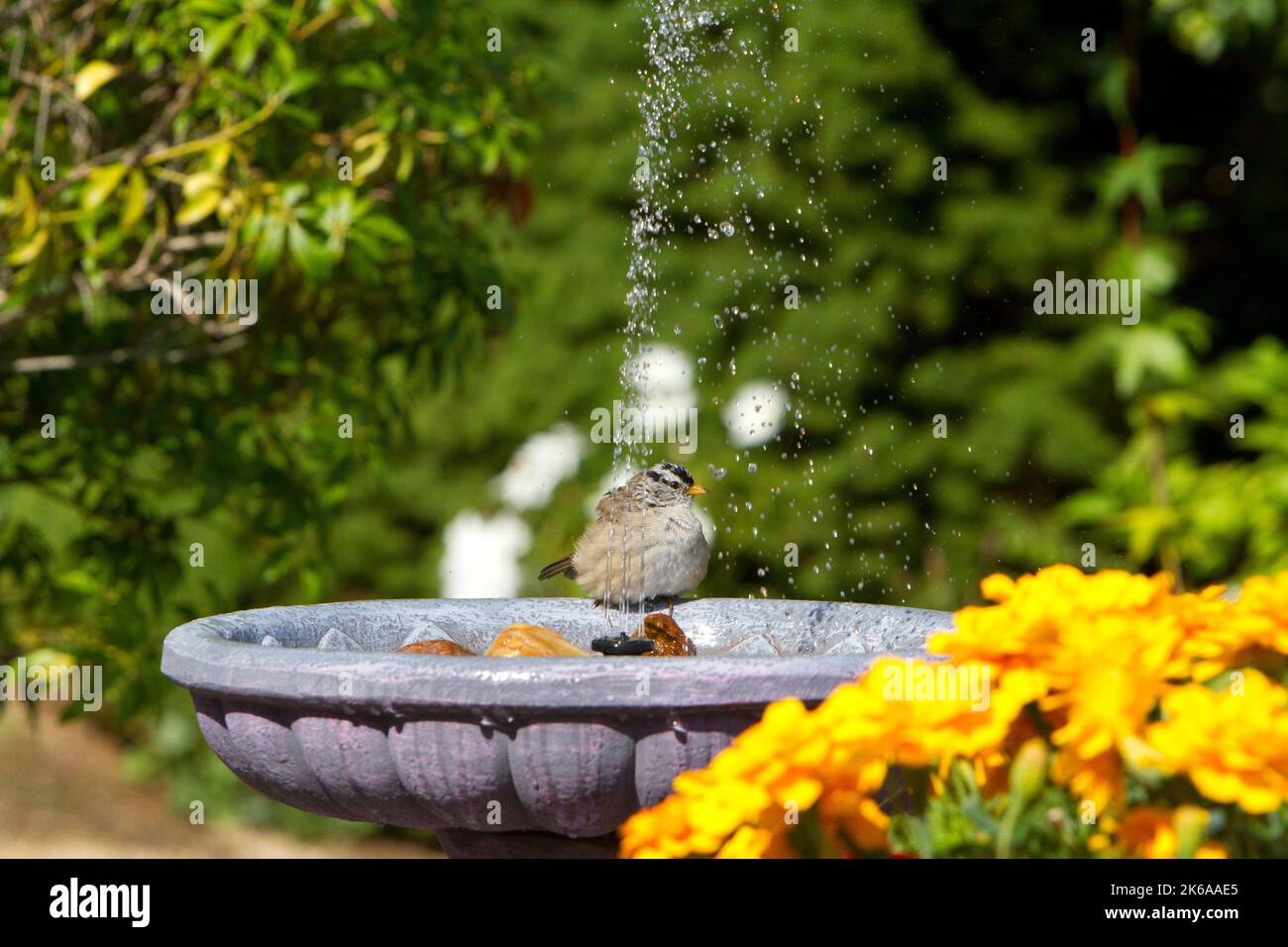 White-crowned Sparrow (Zonotrichia leucophrys) at a garden bird bath with fountain at Nanaimo, British Columbia, Canada Stock Photo