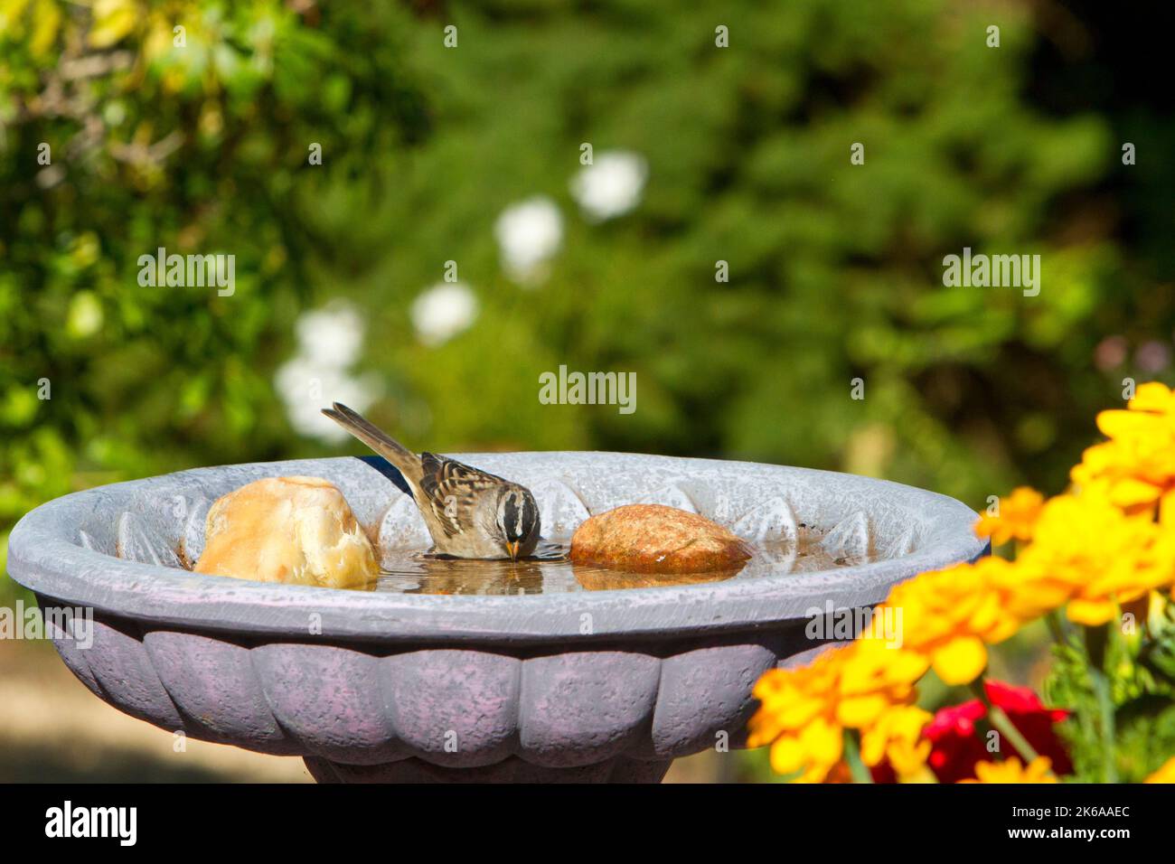 White-crowned Sparrow (Zonotrichia leucophrys) drinking from a garden bird bath at Nanaimo, British Columbia, Canada Stock Photo